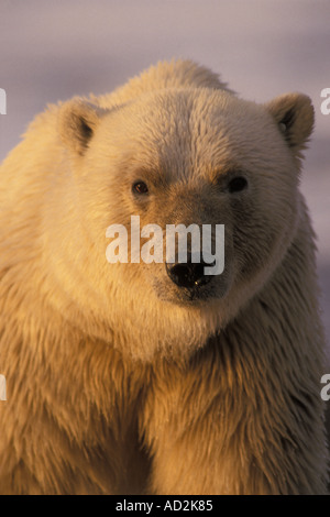 polar bear Ursus maritimus in the 1002 area of the Arctic National Wildlife Refuge possible oil drilling area Alaska Stock Photo