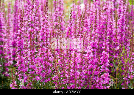 Lythrum virgatum Rosy Gem, Purple Loosestrife Stock Photo