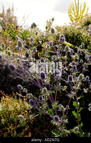 ERYNGIUM TRIPARTITUM. SEA HOLLY. Stock Photo