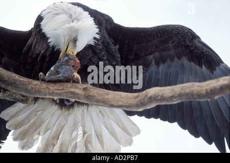 bald eagle Haliaeetus leuccocephalus feeding on a fish Kachemack Bay southcentral Alaska Stock Photo