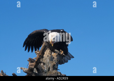 bald eagle Haliaeetus leuccocephalus eating a fish on a driftwood perch Kachemak Bay southcentral Alaska Stock Photo