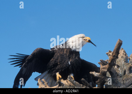 bald eagle Haliaeetus leuccocephalus eating a fish on a driftwood perch Kachemak Bay southcentral Alaska Stock Photo