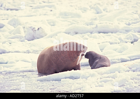 walrus Odobenus rosmarus cow with spring calf on the pack ice of the Bering Sea Alaska Stock Photo