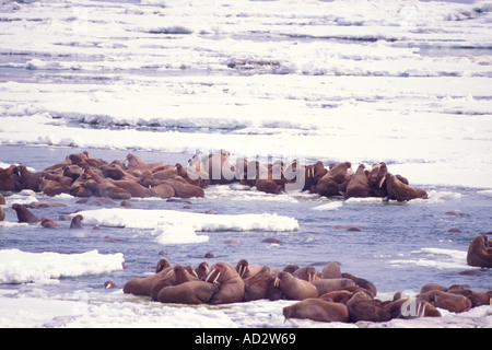 walrus Odobenus rosmarus on the pack ice of the Bering Sea Alaska aerial view Stock Photo