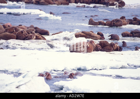 walrus Odobenus rosmarus on the pack ice of the Bering Sea Alaska aerial view Stock Photo