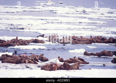 walrus Odobenus rosmarus on the pack ice of the Bering Sea Alaska aerial view Stock Photo