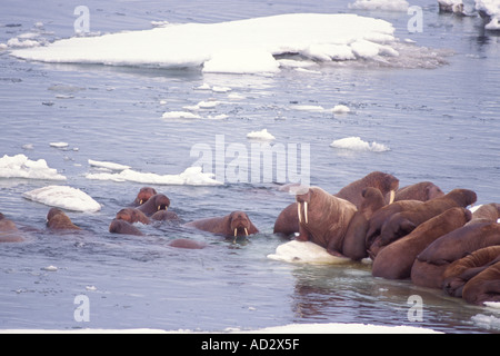 walrus Odobenus rosmarus on the pack ice of the Bering Sea Alaska aerial view Stock Photo