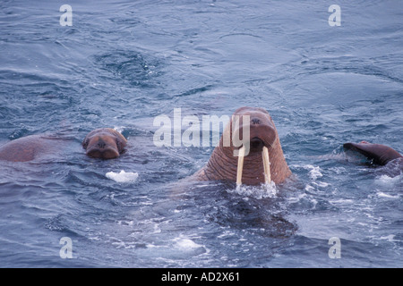 walrus Odobenus rosmarus in the water in the middle of the pack ice Bering Sea Alaska aerial view Stock Photo