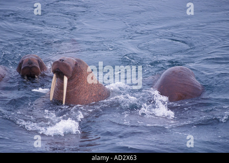 walrus Odobenus rosmarus in the water in the middle of the pack ice Bering Sea Alaska aerial view Stock Photo