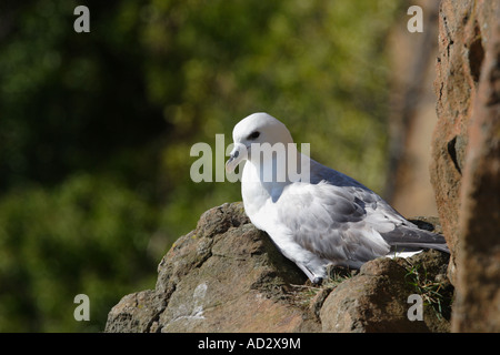 Fulmar on Firth of Forth rockface Stock Photo - Alamy