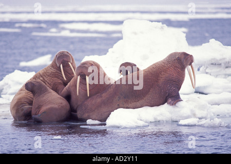 walrus Odobenus rosmarus group on the pack ice Bering Sea Alaska Stock Photo