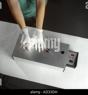 Lab Rat, Measuring Thickness Of Tail, Used In Animal Testing, USA Stock Photo