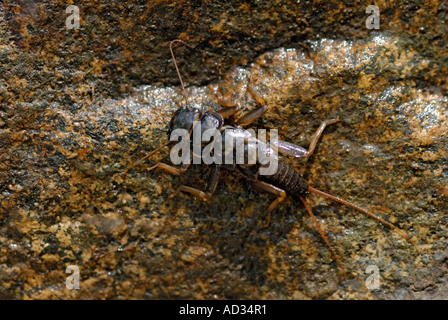 Stonefly, order Plecoptera, nymph on underside of rock from a stream Stock Photo