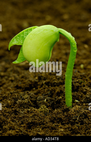 Lima bean, Phaseolus lunatus, seedling sprouting in dark soil Stock ...