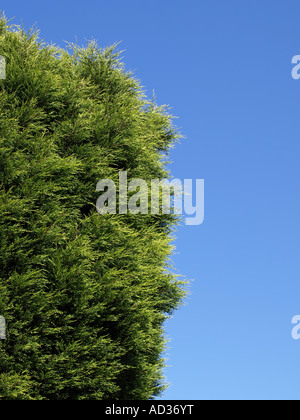 Conifer Hedging Stock Photo
