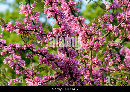 The Judas Tree Cercis siliquastrum often has flowers which precede the newly emerging leaves Stock Photo