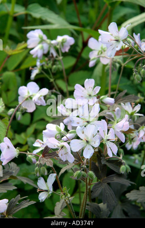 Geranium maculatum Espresso is a recent introduction with soft poink flowers complemented by bronze leaves Stock Photo