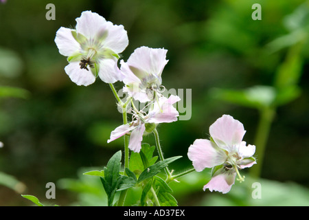 Geranium Joan Baker is a delightful chalky pink in May Stock Photo