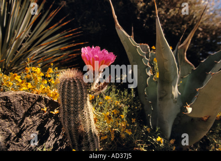 Cactus blossoms in garden next to yucca and other desert plants. Stock Photo
