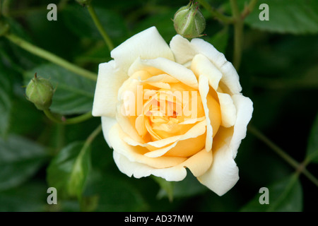 Hybrid musk rose Danae Stock Photo