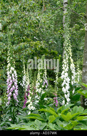 Digitalis purpurea hybrids during late May Stock Photo