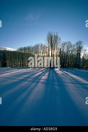 Sunlight streaks through trees onto snow covered plain with mountains in the background. Stock Photo