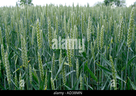 Wheat crop in flower early June Stock Photo