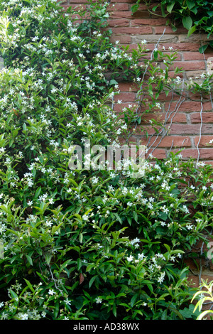 The fragrant evergreen climber Trachelospermum jasminoides Stock Photo