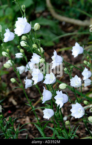 Campanula persicifolia alba coronata Stock Photo