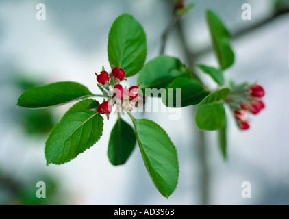 Apple blossom Stock Photo