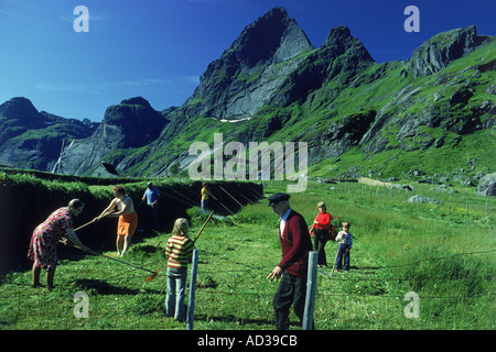 Family in Lofoten Islands during summer season harvest Stock Photo