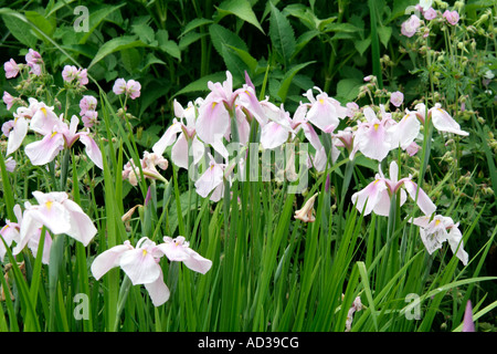 Iris ensata Rose Queen Stock Photo