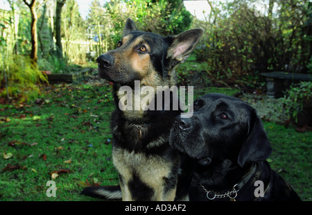 Black Labrador and German Shepherd dogs Stock Photo