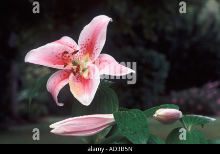 Oriental Lily Mona Lisa with partially open bud and closed bud, Surrey, England Stock Photo