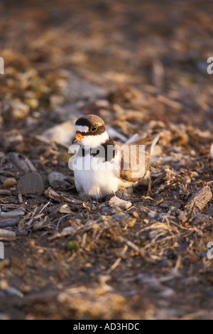 semipalmated plover Charadrius wilsonia female on her nest with eggs 1002 coastal plain Arctic National Wildlife Refuge Alaska Stock Photo