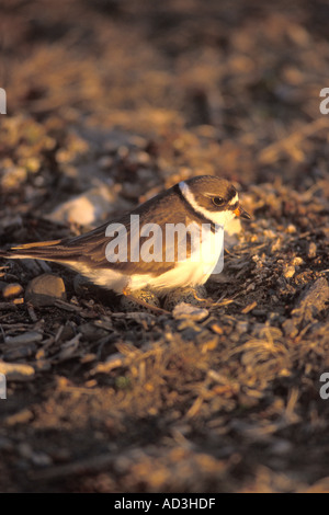 semipalmated plover Charadrius wilsonia female on her nest with eggs 1002 coastal plain Arctic National Wildlife Refuge Alaska Stock Photo