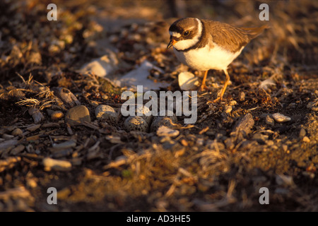 semipalmated plover Charadrius wilsonia female on her nest with eggs 1002 coastal plain Arctic National Wildlife Refuge Alaska Stock Photo