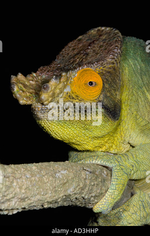 Oustalet's Chameleon (Furcifer oustaleti) Largest species in world, Male Ankarafantsika National Park, Ampijoroa Madagascar Stock Photo