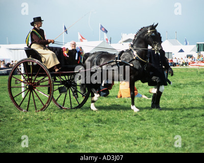 NORTH WALES UK August A woman competitor in the Carriage Driving Competition Stock Photo