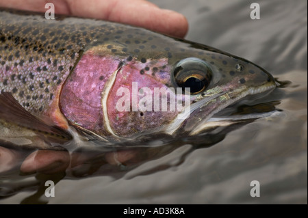 Releasing wild Rainbow Trout Model Released Image Stock Photo