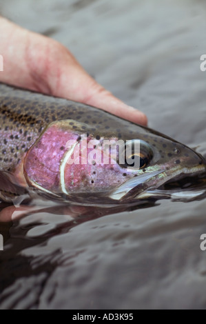 Releasing wild Rainbow Trout Model Released Image Stock Photo