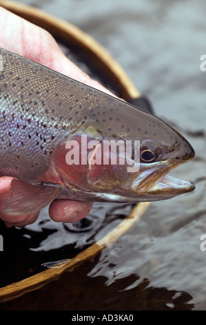 Releasing wild Rainbow Trout Model Released Image Stock Photo