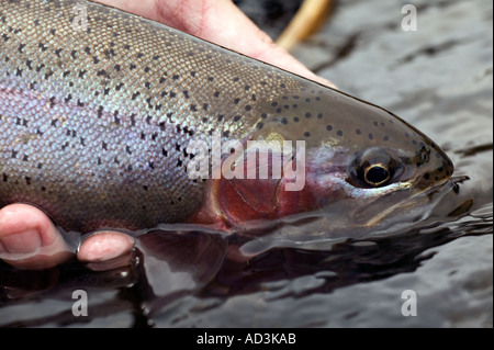 Releasing wild Rainbow Trout Model Released Image Stock Photo