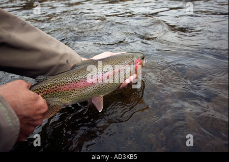 Releasing wild Rainbow Trout Model Released Image Stock Photo