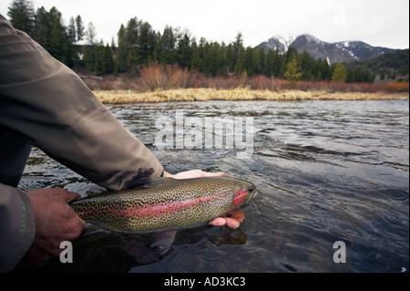 Releasing wild Rainbow Trout Model Released Image Stock Photo