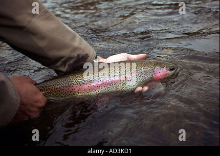 Releasing wild Rainbow Trout Model Released Image Stock Photo