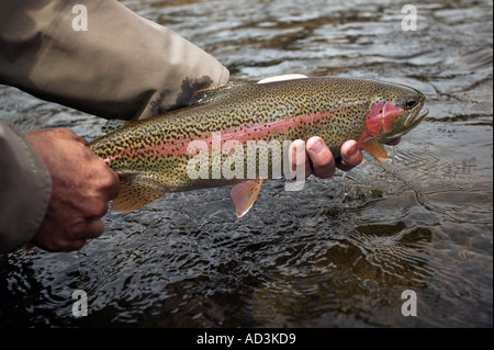 Releasing wild Rainbow Trout Model Released Image Stock Photo