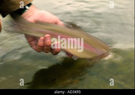 Releasing wild Rainbow trout Model Released Image Stock Photo