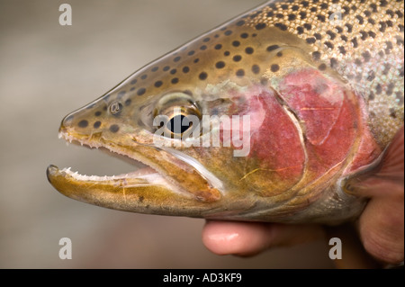 Releasing wild Rainbow trout Model Released Image Stock Photo