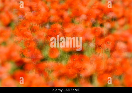 Abstract image of poppies in Poppy land near Cromer in North Norfolk England UK Stock Photo